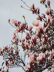 Pink magnolia blossoms bloom  © by Natallia