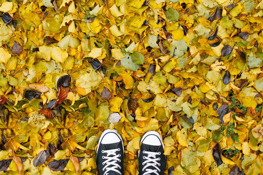 A top-down view of a person wearing black and white canvas sneakers, standing on a thick, colorful carpet of fallen autumn leaves, mainly yellow. Perfect for seasonal concepts and autumn walks.