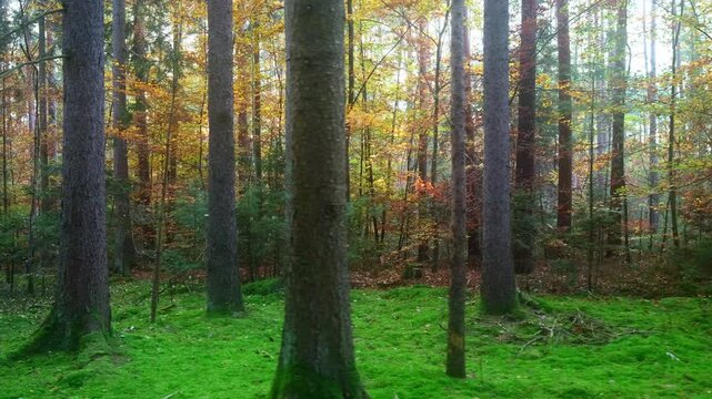 Smooth Gimbal Shot Walking in Autumn Forest with Sun Rays in Fog. Atmospheric Gimbal Tracking Shot Through Foggy Autumn Woods with Sun Rays and Lens Flare 4K
