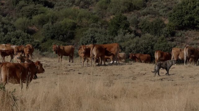 Gray Dog Walking Calmly Through Grazing Cattle Herd in Dry Field
