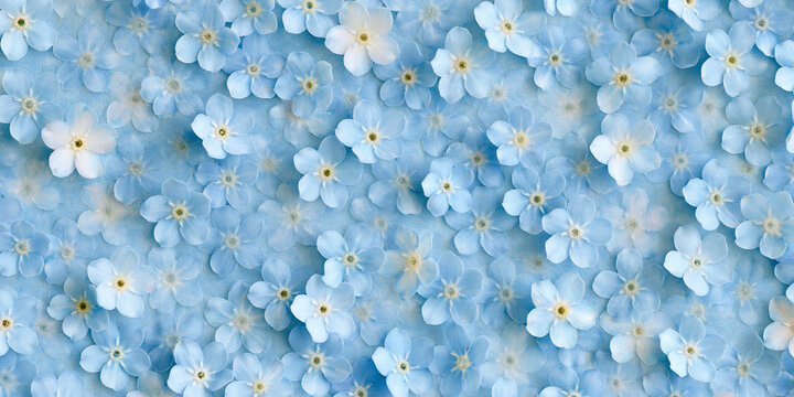 Delicate light blue forget me not flowers pattern top view floral background