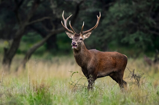 Male Red Deer in Calden Forest environment, La Pampa, Argentina, Parque Luro, Nature Reserve