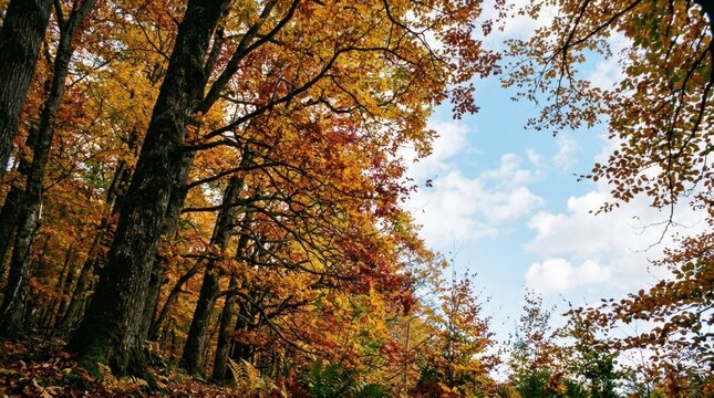 Autumn forest canopy with glowing leaves