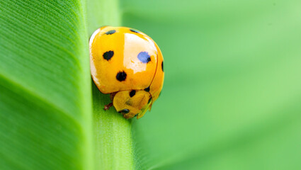 Orange Ladybug Insect Macro Photography on green banana Leaf © NARONG