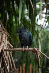 Obraz premium Nicobar pigeon with iridescent green and blue feathers preening on a branch in a lush tropical forest