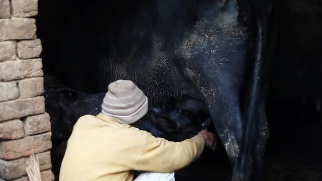 Old men milking buffalo at home.