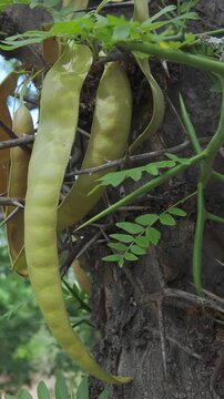 Macro view of dangerous spiky thorns and yellowish seedpods on Gleditsia triacanthos tree trunk in a bright outdoor summer forest, camera moves around tree trunk.