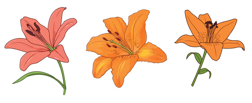 Botanical Lily Flowers Blossom Heads Set Magenta Pink and Orange Tiger Lily Flower Blooms Vector Illustration Isolated on White Background