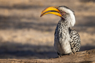 A Southern Yellow-billed Hornbill (Tockus leucomelas) rests on a log in Xhumaga, Makgadikgadi Pans National Park, Botswana © FaerOut