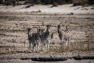 Four fab Chapman's Zebras (Equus quagga chapmani) gather at the Boteti River in Botswana during the dry season © FaerOut