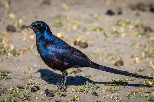 A Savannah Meves's Starling (Lamprotornis mevesii mevesii) with brilliant luminescense in Xhumaga, Makgadikgadi Pans National Park, Botswana