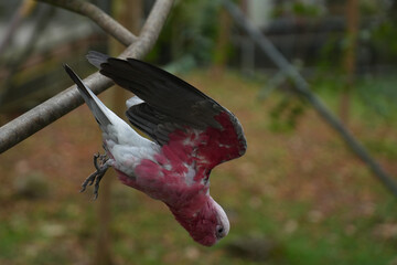 Galah cockatoo diving headfirst from a perch with wings spread, pink and grey parrot in flight © 花菜 橋本