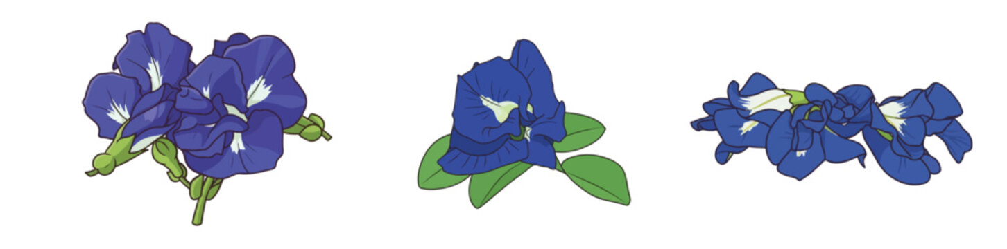 Blue Butterfly Pea Flowers Set Clitoris Ternate Blue Tea Herbal Botanical Vector Illustration Isolated on White Background
