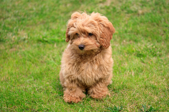 Maltipoo puppy playing on green grass in a summer garden