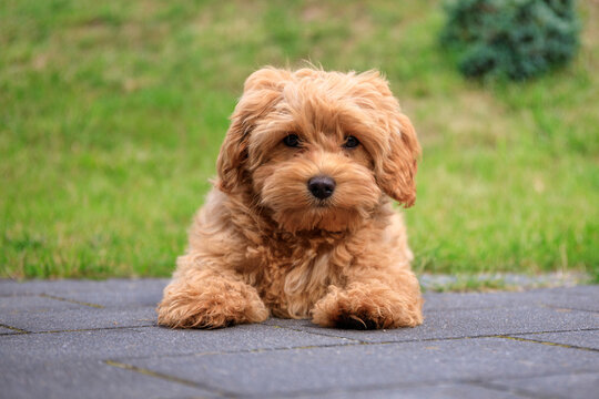 Maltipoo puppy playing on green grass in a summer garden