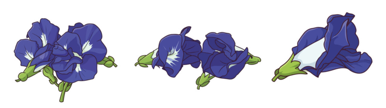 Blue Butterfly Pea Flowers Set Clitoris Ternate Blue Tea Herbal Botanical Vector Illustration Isolated on White Background