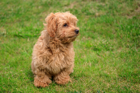 Maltipoo puppy playing on green grass in a summer garden