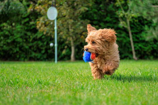 Maltipoo puppy playing on green grass in a summer garden