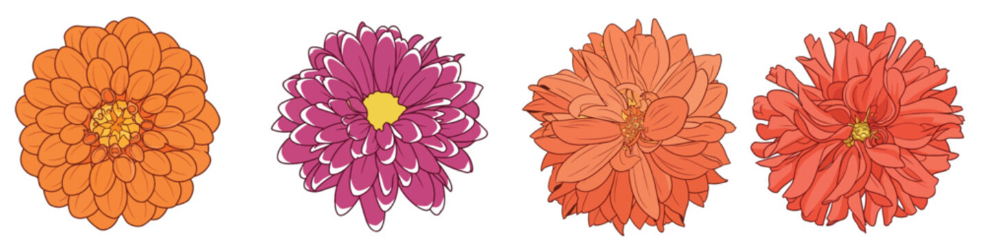Colorful Zinnia Peony Chrysanthemum Flower Heads Set Blooming Pink Peach Purple Floral Collection Botanical Vector Illustration Isolated on White Background