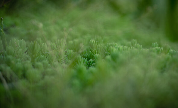Close-up of fresh green sprouts of ground cover plant in the garden.