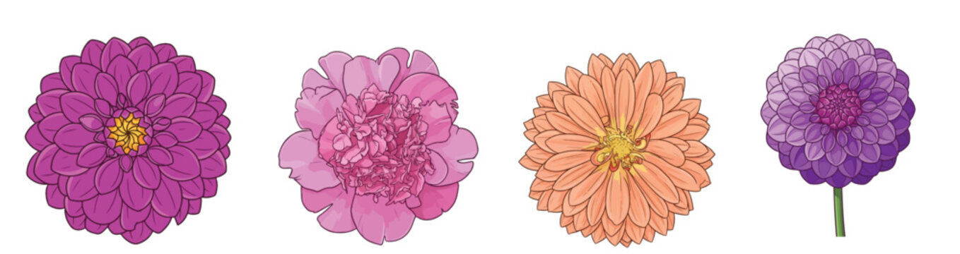 Colorful Zinnia Peony Chrysanthemum Flower Heads Set Blooming Pink Peach Purple Floral Collection Botanical Vector Illustration Isolated on White Background
