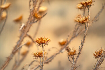Fototapeta premium A close up macro shot of dried prickly thistle flowers in a field during autumn with a soft blurred background, highlighting natural textures and warm golden hour light.