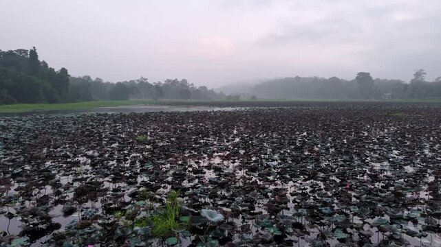 Lush lotus plants fill a misty pond. Dark green leaves float on calm water at Tasik Raban