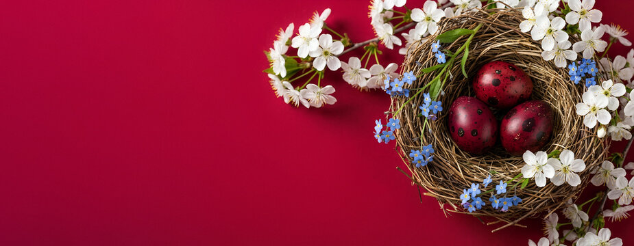 Red speckled eggs in nest of eucalyptus and willow, on ruby background. Banner template for spring Christianfestive decoration for Christian holiday season Easter day with copy space.