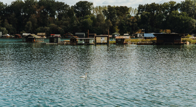 A swan swims on the Sava River beside houseboats near Ada Ciganlija in Belgrade. The view combines wildlife, tourism and relaxed waterfront living.
