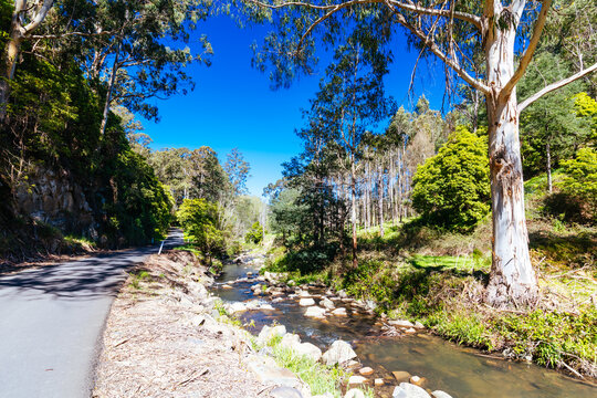Tarra Valley Road winding alongside rocky Tarra River in Tarra Bulga National Park