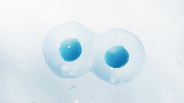 Mitosis of cells with biotechnology concept, 3d rendering.