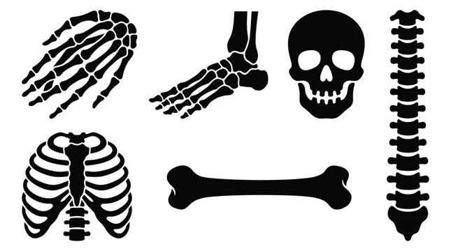Human skeleton bone silhouette collection, anatomical skull and rib cage vector set, medical spine and limb bone icons for healthcare design isolated on White Background Halloween Silhouette