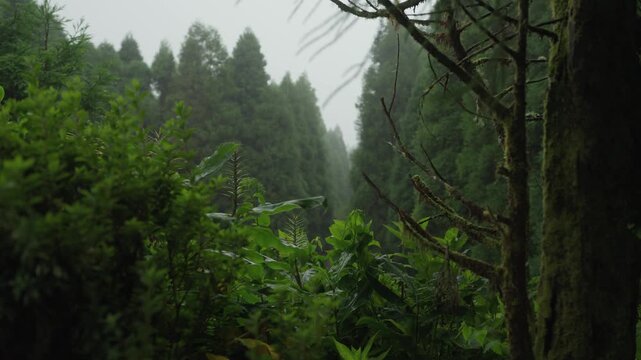Fog hangs among tall Japanese cedar trees and dense undergrowth along the trail to the Grota do Inferno viewpoint on Sao Miguel, Azores.