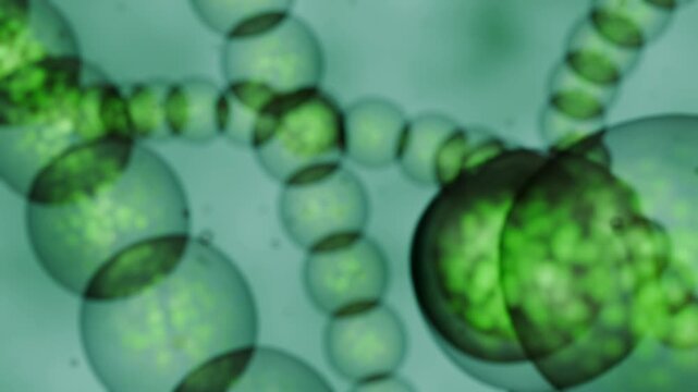 Chains of green 3D spherical cyanobacteria cells sway and drift through a translucent green microscopic fluid environment.