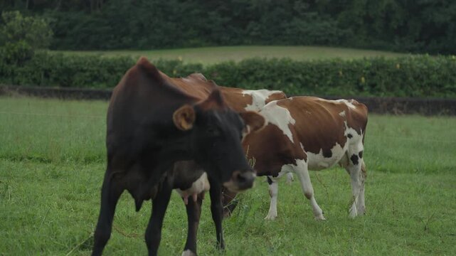 A dark cow faces the camera while two cows with brown and white patches graze behind it on a pasture on Sao Miguel, Azores.