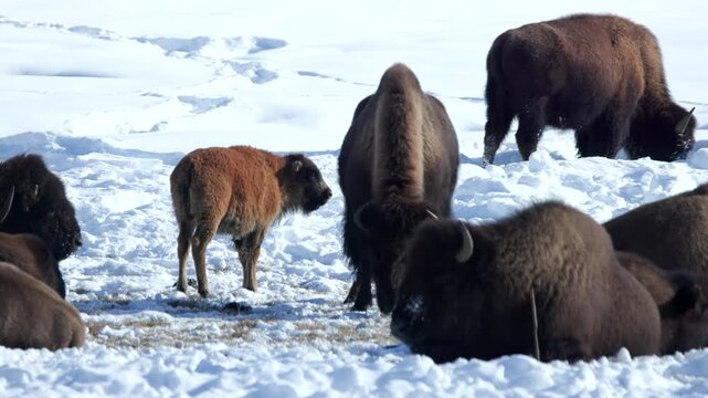 Very Young Baby Bisons stands Side on to the Camera on Snowy Ground in Yellowstone National Park in Winter, Chewing and Looking around at the rest of the Herd