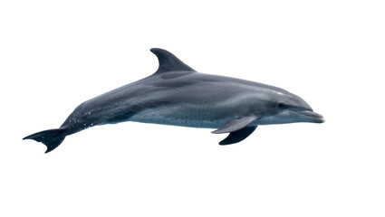 Fototapeta premium Gray dolphin swimming, isolated on transparent background