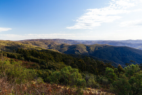 Scenic panoramic view over Tarra-Bulga National Park forest range from Mount Tassie