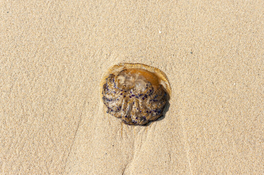 Mediterranean Fried Egg Jellyfish on the Sand at Platani Beach in Stavros, Greece