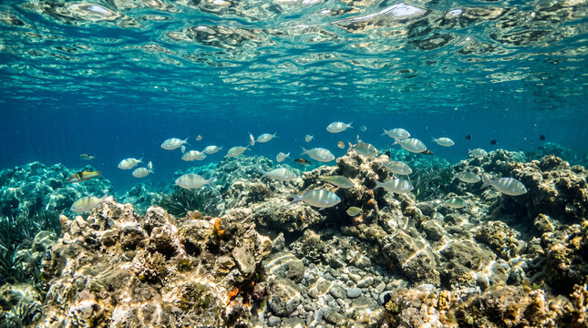 Peces nadando en aguas cristalinas y turquesas del mar Mediterr&aacute;neo sobre un fondo marino rocoso con suaves reflejos en la superficie.