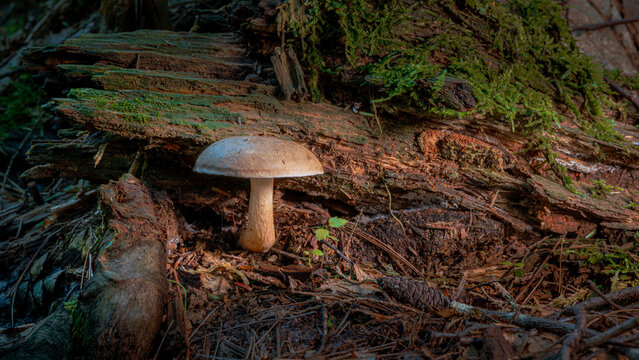 mushroom in the forest
