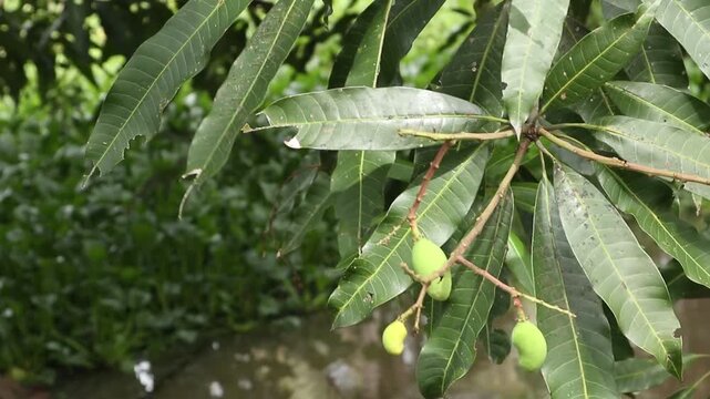 Mango Tree Branch with Green Mangoes