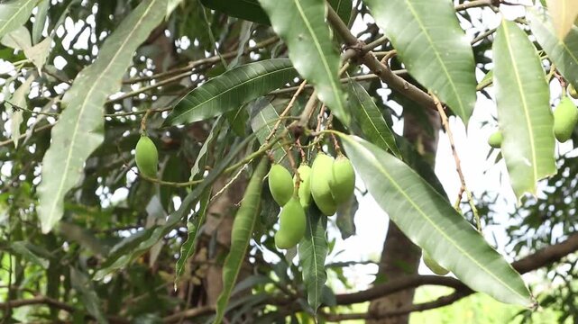 Close-Up of Mangoes Growing on Tree