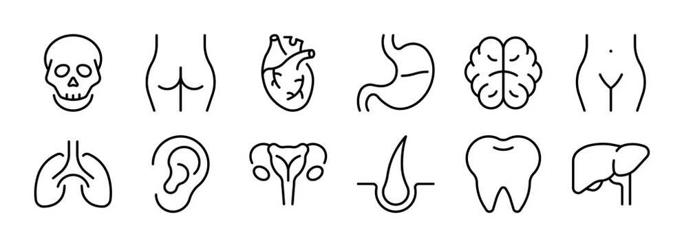 Anatomy thin line icon set. Human Body Parts, Internal Organs, Anatomical Structures, Medical concept. Black outline vector icons collection.