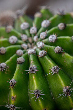 This close-up photograph captures the geometric structure of a green cactus. The sharp spines radiate from the woolly areoles in a natural and symmetrical pattern.