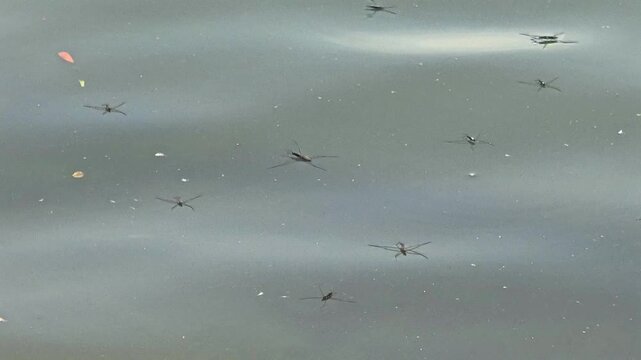Close Up of Water Strider Pond Skater on Water Surface