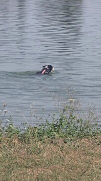 Dog Swimming in a Lake on a Sunny Day, Outdoor Nature Scene