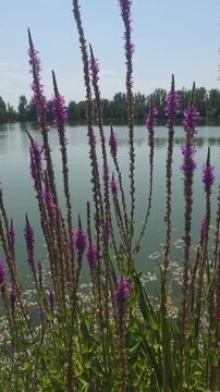 Purple Wildflowers and Tall Reeds Swaying Beside a Calm Lake