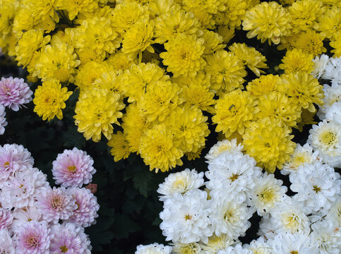 Bunte bl&uuml;hende Herbstastern im Topf in Draufsicht