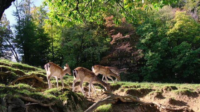 Young spotted deer graze on green grass field with scenic vineyard hills background. Jelenov Greben eco reserve offers beautiful views of animals living in peaceful harmony.
